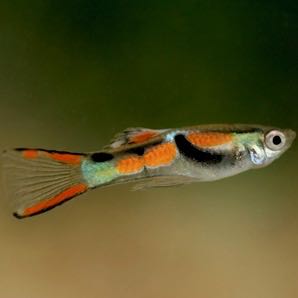 Guppy endler mix L ECO